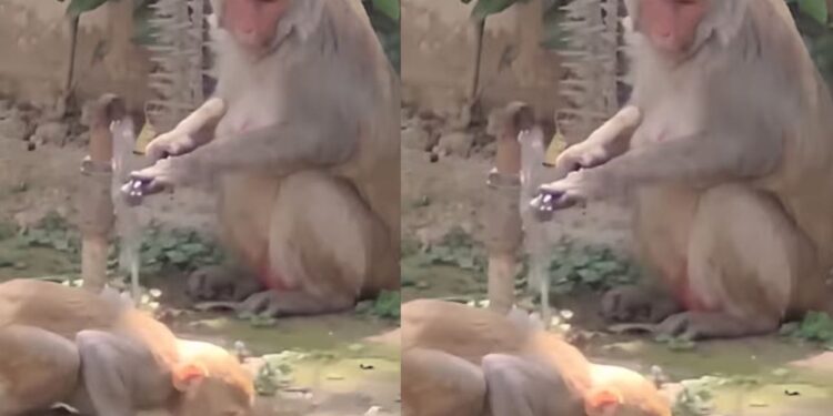 Viral Video: नल खोलकर पानी पिया और फिर बंद भी किया, बंदर की हरकत ने जीता इंटरनेट का दिल