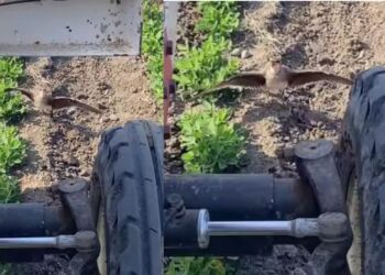 Viral Video: अंडों पर मंडराया खतरा तो ट्रैक्टर के सामने आ डटी चिड़िया, बच्चों की खातिर ट्रैक्टर के आगे दीवार बनी मां
