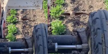 Viral Video: अंडों पर मंडराया खतरा तो ट्रैक्टर के सामने आ डटी चिड़िया, बच्चों की खातिर ट्रैक्टर के आगे दीवार बनी मां