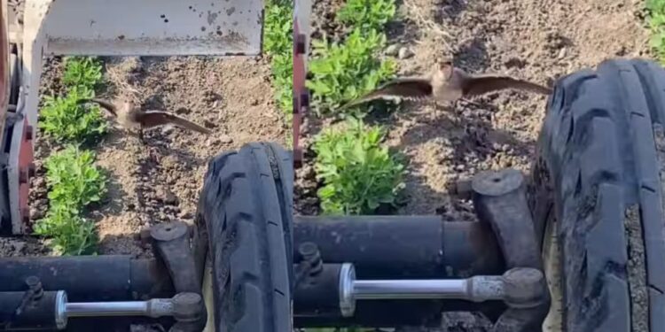 Viral Video: अंडों पर मंडराया खतरा तो ट्रैक्टर के सामने आ डटी चिड़िया, बच्चों की खातिर ट्रैक्टर के आगे दीवार बनी मां
