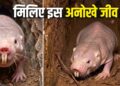 प्रकृति का ‘सुपरहीरो’: न दर्द होता है, न बुढ़ापा आता है; बिना ऑक्सीजन भी रहता है जिंदा!