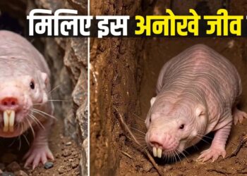 प्रकृति का ‘सुपरहीरो’: न दर्द होता है, न बुढ़ापा आता है; बिना ऑक्सीजन भी रहता है जिंदा!