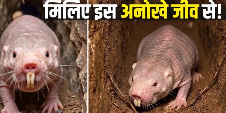 प्रकृति का ‘सुपरहीरो’: न दर्द होता है, न बुढ़ापा आता है; बिना ऑक्सीजन भी रहता है जिंदा!