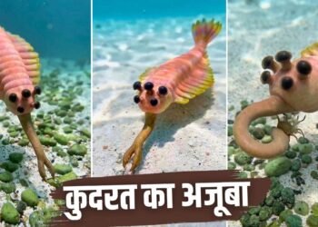 मशरूम जैसी 5 आंखें, हाथी जैसी सूंड! 50 करोड़ साल पहले जब समंदर में राज करता था ये अनोखा जीव
