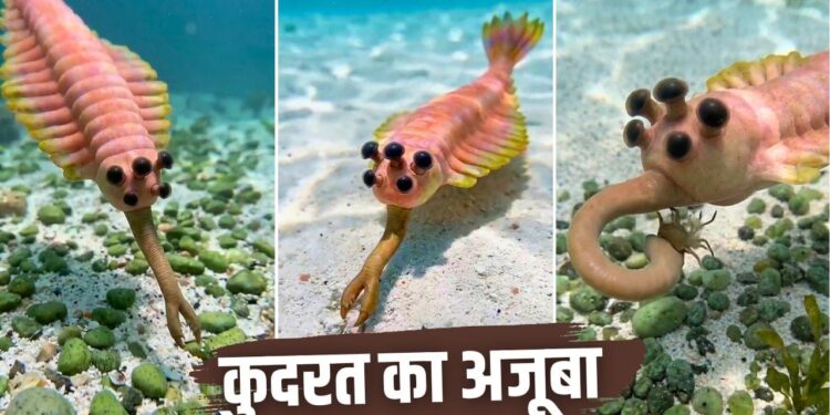 मशरूम जैसी 5 आंखें, हाथी जैसी सूंड! 50 करोड़ साल पहले जब समंदर में राज करता था ये अनोखा जीव