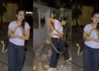 सांप देखते ही भागे लोग, महिला ने बिना डरे अकेले किया रेस्क्यू, खतरनाक कोबरा के सामने दिखाया साहस