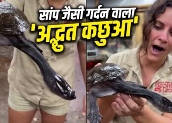 Video: सांप जैसी गर्दन वाला अनोखा कछुआ, शिकारी से बचने के लिए छोड़ता है ‘अदृश्य हथियार’