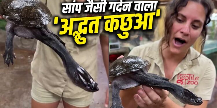 Video: सांप जैसी गर्दन वाला अनोखा कछुआ, शिकारी से बचने के लिए छोड़ता है ‘अदृश्य हथियार’