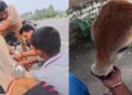 सड़क पर बेसहारा पड़े बछड़े की मदद के लिए जुटे लोग, वीडियो वायरल