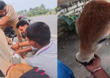 सड़क पर बेसहारा पड़े बछड़े की मदद के लिए जुटे लोग, वीडियो वायरल