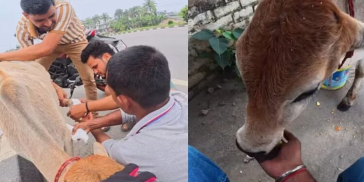 सड़क पर बेसहारा पड़े बछड़े की मदद के लिए जुटे लोग, वीडियो वायरल