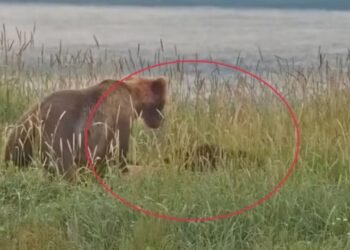 भूख नहीं थी वजह, फिर क्यों मादा भालू ने मारा दूसरे का बच्चा? लाइव कैमरे में कैद हुई जानवर की हैवानियत