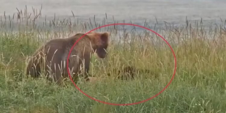 भूख नहीं थी वजह, फिर क्यों मादा भालू ने मारा दूसरे का बच्चा? लाइव कैमरे में कैद हुई जानवर की हैवानियत