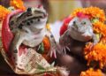 कार्ड छपे, बैंड बाजे के साथ बारात भी आई, फिर हुए 7 फेरे… छत्तीसगढ़ में क्यों करवाई गई मेंढक-मेंढकी की ऐसी शादी?