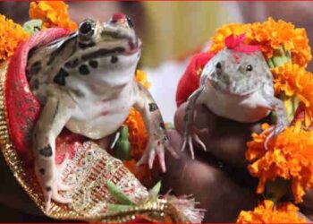 कार्ड छपे, बैंड बाजे के साथ बारात भी आई, फिर हुए 7 फेरे… छत्तीसगढ़ में क्यों करवाई गई मेंढक-मेंढकी की ऐसी शादी?