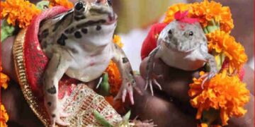 कार्ड छपे, बैंड बाजे के साथ बारात भी आई, फिर हुए 7 फेरे… छत्तीसगढ़ में क्यों करवाई गई मेंढक-मेंढकी की ऐसी शादी?