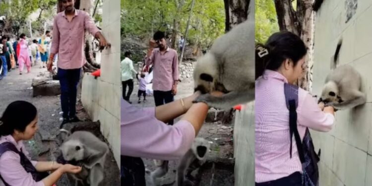 नल नहीं खोल पाया प्यासा लंगूर, महिला ने की मदद, इंसानियत की मिसाल बना वीडियो
