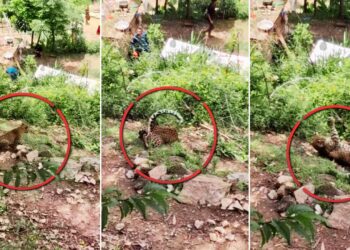 तेंदुए को अचानक आया मिर्गी का दौरा? कैमरे में कैद हुआ दुर्लभ मंजर