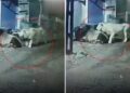 ‘क्या गुंडा बनेगा रे तू!’ सांड को देखकर उल्टे पैर भागे शेर, वीडियो देख यूजर्स ने लिए मजे