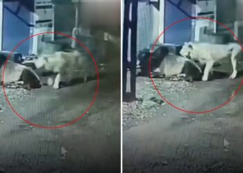 ‘क्या गुंडा बनेगा रे तू!’ सांड को देखकर उल्टे पैर भागे शेर, वीडियो देख यूजर्स ने लिए मजे