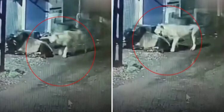 ‘क्या गुंडा बनेगा रे तू!’ सांड को देखकर उल्टे पैर भागे शेर, वीडियो देख यूजर्स ने लिए मजे