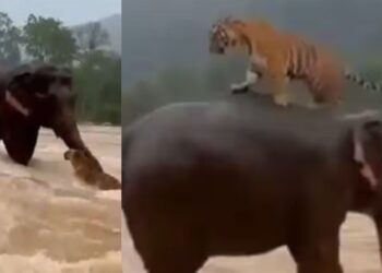 OMG! क्या हाथी ने बचाई बाघ की जान? सोशल मीडिया पर वायरल वीडियो की हकीकत जानिए