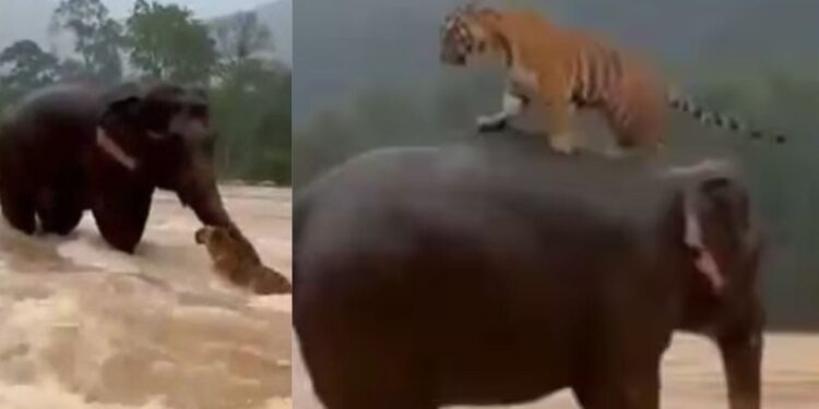 OMG! क्या हाथी ने बचाई बाघ की जान? सोशल मीडिया पर वायरल वीडियो की हकीकत जानिए