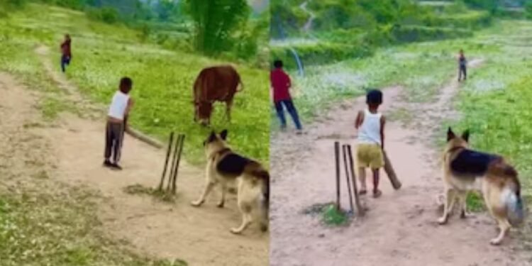 खिलाड़ी पड़े कम तो कुत्तों को बना लिया फील्डर, पहाड़ी मैदान में बच्चों के साथ क्रिकेट खेलने उतरे कुत्ते