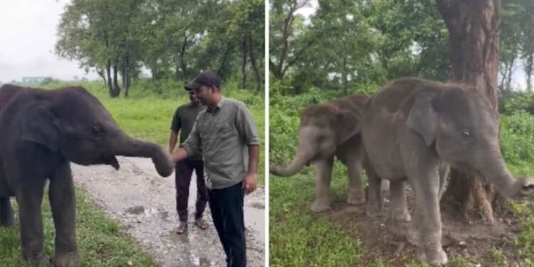 फल खिलाने पहुंचे IFS अधिकारी तो हाथियों ने वसूल लिया टोल टैक्स, वीडियो में दिखी खूबसूरत बॉन्डिंग