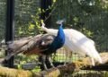 UN को भारत ने क्यों गिफ्ट किए 5 मोर? 45 साल पुराना है कनेक्शन | india gifts five peacocks to un geneva after 45 years indian national bird peacock history
