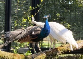UN को भारत ने क्यों गिफ्ट किए 5 मोर? 45 साल पुराना है कनेक्शन | india gifts five peacocks to un geneva after 45 years indian national bird peacock history