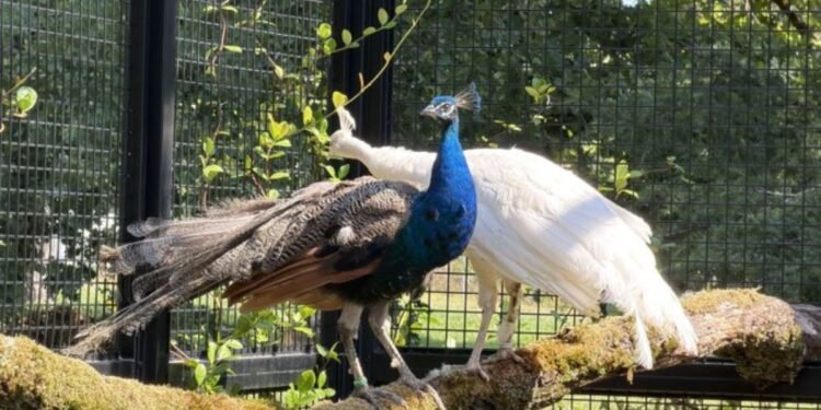 UN को भारत ने क्यों गिफ्ट किए 5 मोर? 45 साल पुराना है कनेक्शन | india gifts five peacocks to un geneva after 45 years indian national bird peacock history