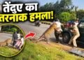 बेहोश समझकर पास गया अफसर, तभी कहर बनकर टूट पड़ा तेंदुआ; देखें रोंगटे खड़े कर देने वाला VIDEO