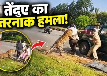 बेहोश समझकर पास गया अफसर, तभी कहर बनकर टूट पड़ा तेंदुआ; देखें रोंगटे खड़े कर देने वाला VIDEO