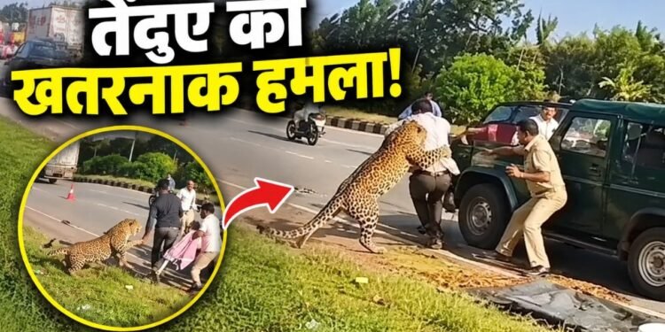 बेहोश समझकर पास गया अफसर, तभी कहर बनकर टूट पड़ा तेंदुआ; देखें रोंगटे खड़े कर देने वाला VIDEO