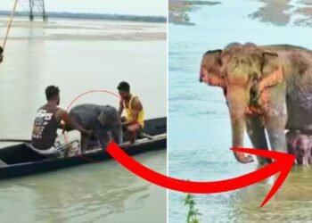 बहते नन्हे हाथी को ‘फरिश्तों’ ने ऐसे बचाया, मां का प्यार देख रो देंगे! वायरल हुआ ये वीडियो
