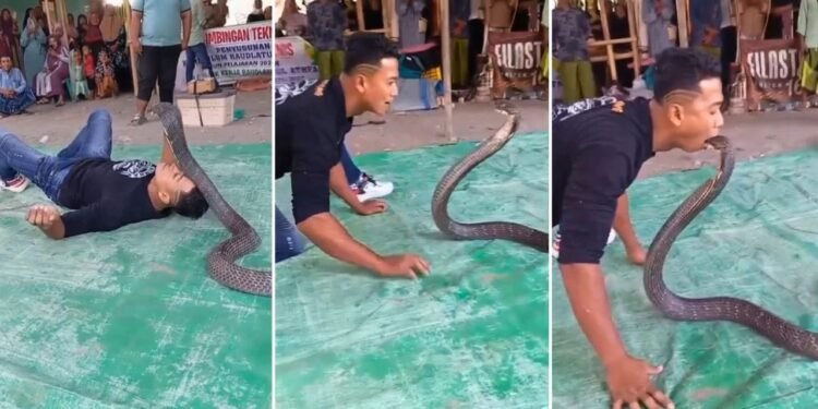 ‘मौत’ से खेल गया यह शख्स, किंग कोबरा को यूं किया Kiss; वायरल वीडियो देख कांप जाएगी रूह!