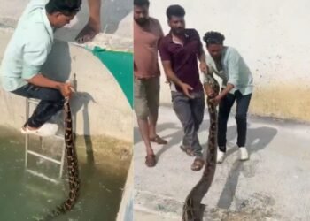 इतना लंबा अजगर देखकर रह गया हर कोई दंग, शख्स ने कुएं में उतरकर पकड़ी पूंछ और कर दिया हैरान करने वाला रेस्क्यू