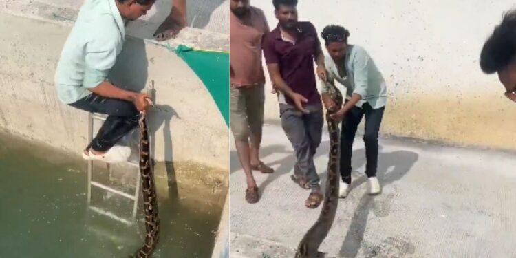 इतना लंबा अजगर देखकर रह गया हर कोई दंग, शख्स ने कुएं में उतरकर पकड़ी पूंछ और कर दिया हैरान करने वाला रेस्क्यू