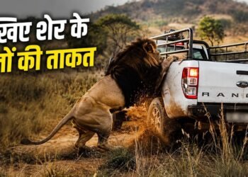 शेर के पंजों की ताकत देख उड़ जाएंगे होश, 2 वार में ही फाड़ डाला SUV का टायर; देखें वीडियो