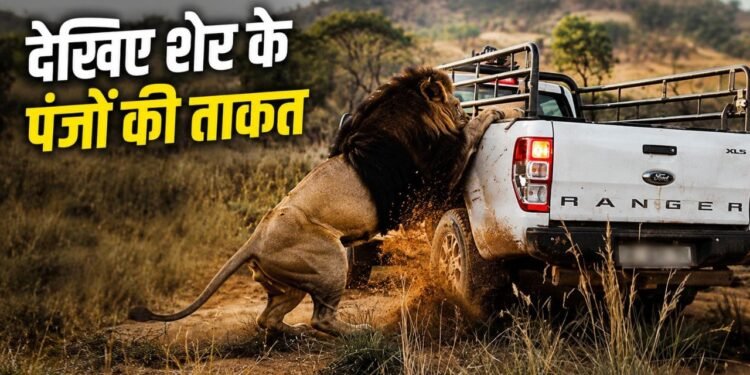 शेर के पंजों की ताकत देख उड़ जाएंगे होश, 2 वार में ही फाड़ डाला SUV का टायर; देखें वीडियो