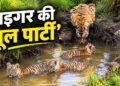 टाइगर के बच्चों की ये ‘पूल पार्टी’ जीत लेगी आपका दिल, देखा क्या यह वायरल वीडियो?