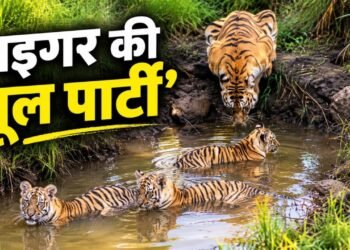 टाइगर के बच्चों की ये ‘पूल पार्टी’ जीत लेगी आपका दिल, देखा क्या यह वायरल वीडियो?