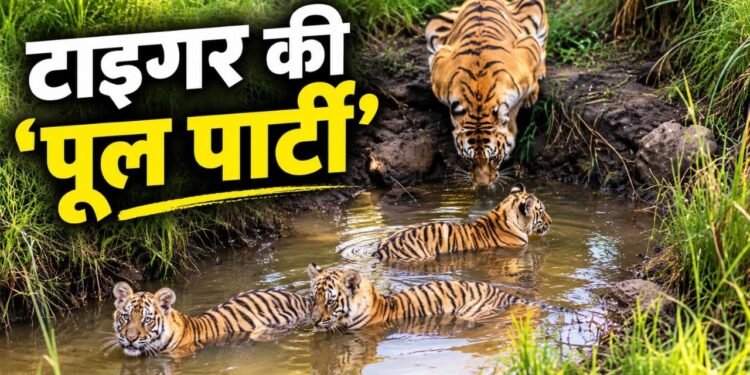 टाइगर के बच्चों की ये ‘पूल पार्टी’ जीत लेगी आपका दिल, देखा क्या यह वायरल वीडियो?