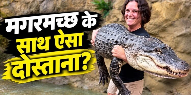 110 किलो के मगरमच्छ को गोद में ऐसे उठाया जैसे कोई खिलौना हो! महिला का यह वीडियो उड़ा देगा होश